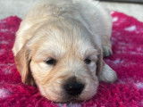 7 chiots Golden Retrievers LOF, à réserver