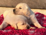 7 chiots Golden Retrievers LOF, à réserver
