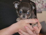 Un chiot mâle Chihuahua bleu tan LOF à réserver