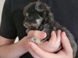 Un chiot mâle Chihuahua bleu tan LOF à réserver