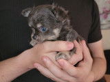 Un chiot mâle Chihuahua bleu tan LOF à réserver