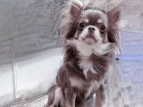 Un chiot mâle Chihuahua bleu tan LOF à réserver
