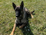 Une jeune chienne Berger Belge Malinois LOF fauve à acheter