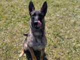 Une jeune chienne Berger Belge Malinois LOF fauve à acheter