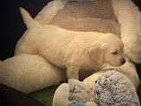 6 chiots Golden Retrievers LOF à réserver