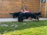 6 chiots Bergers Allemands femelles LOF disponibles &agrave; l'achat