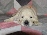 Trois chiots mâles Golden Retrievers sable LOF à réserver