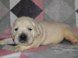 Trois chiots mâles Golden Retrievers sable LOF à réserver