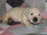 Trois chiots mâles Golden Retrievers sable LOF à réserver