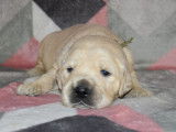 Trois chiots mâles Golden Retrievers sable LOF à réserver