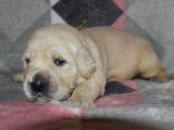 Trois chiots mâles Golden Retrievers sable LOF à réserver