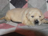 Trois chiots mâles Golden Retrievers sable LOF à réserver