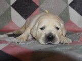 Trois chiots mâles Golden Retrievers sable LOF à réserver