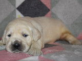 Trois chiots mâles Golden Retrievers sable LOF à réserver