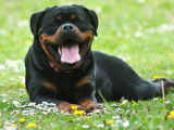 9 chiots Rottweilers LOF à réserver