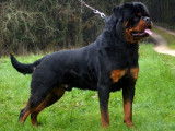 9 chiots Rottweilers LOF à réserver