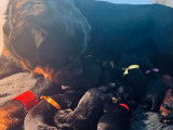 9 chiots Rottweilers LOF à réserver