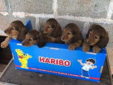4 chiots mâles Teckels rouges à vendre