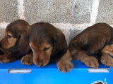 4 chiots mâles Teckels rouges à vendre