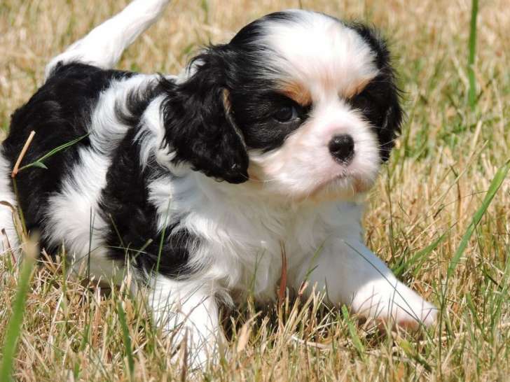 À réserver : 9 chiots Cavaliers King Charles LOF