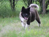 Un chiot m&acirc;le Akita Am&eacute;ricain disponible &agrave; la vente