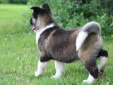 Un chiot m&acirc;le Akita Am&eacute;ricain disponible &agrave; la vente