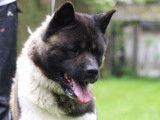 Un chiot m&acirc;le Akita Am&eacute;ricain disponible &agrave; la vente