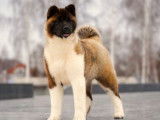 Un chiot m&acirc;le Akita Am&eacute;ricain disponible &agrave; la vente