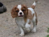 Des chiots Cavaliers King Charles LOF à la vente