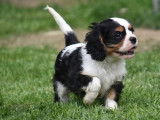 Des chiots Cavaliers King Charles LOF à la vente