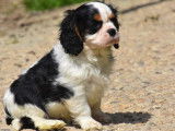 Des chiots Cavaliers King Charles LOF à la vente