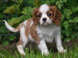 Des chiots Cavaliers King Charles LOF à la vente
