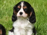 Des chiots Cavaliers King Charles LOF à la vente