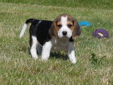 À vendre : 4 chiots mâles Beagles