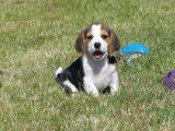 À vendre : 4 chiots mâles Beagles