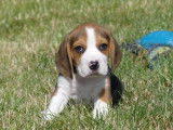 À vendre : 4 chiots mâles Beagles