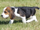 À vendre : 4 chiots mâles Beagles