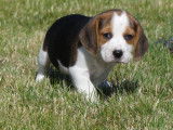 À vendre : 4 chiots mâles Beagles