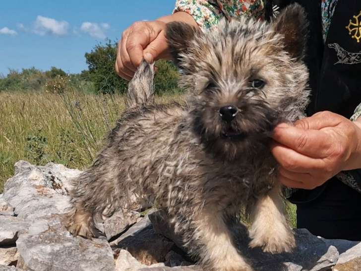 Un chiot mâle Cairn Terriers LOF disponible