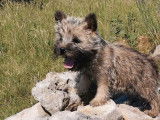 Un chiot m&acirc;le Cairn Terriers LOF disponible