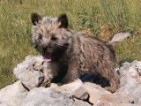 Un chiot m&acirc;le Cairn Terriers LOF disponible