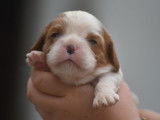 À réserver : 6 chiots Cavaliers King Charles LOF