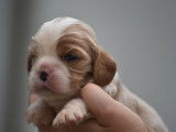 À réserver : 6 chiots Cavaliers King Charles LOF
