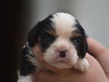 À réserver : 6 chiots Cavaliers King Charles LOF
