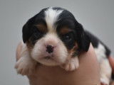 À réserver : 6 chiots Cavaliers King Charles LOF