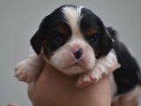 À réserver : 6 chiots Cavaliers King Charles LOF