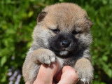 Mise à la réservation de 5 chiots Shiba Inu roux LOF