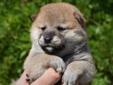 Mise à la réservation de 5 chiots Shiba Inu roux LOF