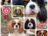 À réserver, 3 chiots Cavaliers King Charles LOF
