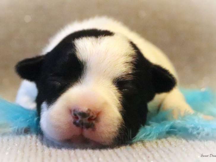 1 chiot mâle Staffordshire Bull Terrier LOF, à réserver